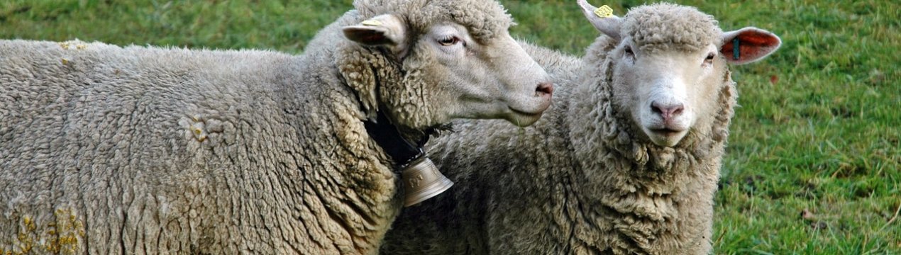 Національна асоціація овець Великобританії для молодих вівчарів відкриває дводенні семінари