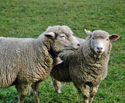 Національна асоціація овець Великобританії для молодих вівчарів відкриває дводенні семінари