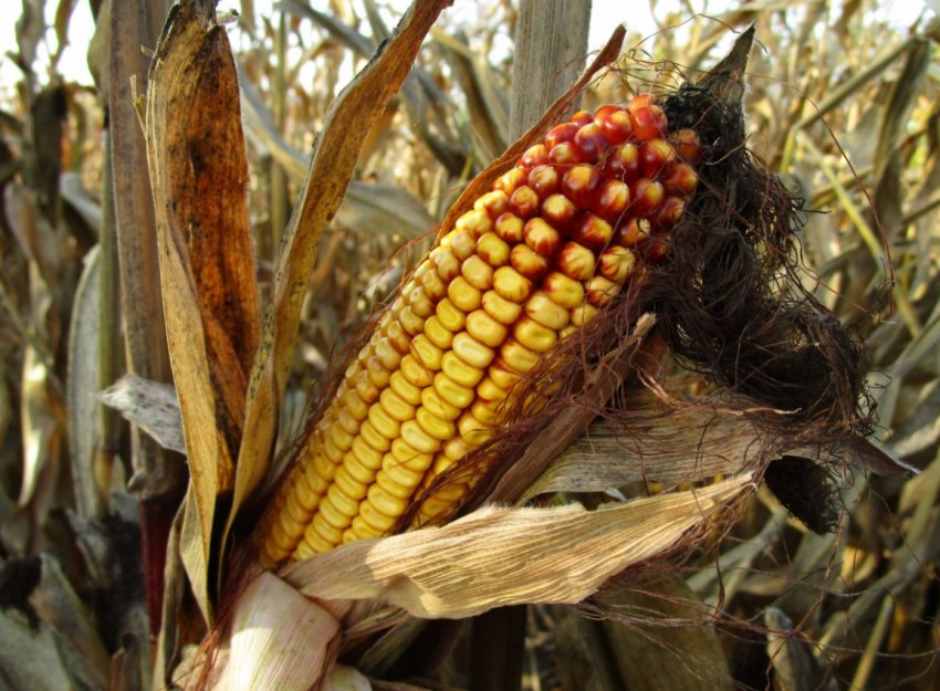 «Побиті» штормом фермери Індіани побоюються нової тарифної «бурі» Трампа «Побиті» штормом фермери Індіани побоюються нової тарифної «бурі» Трампа