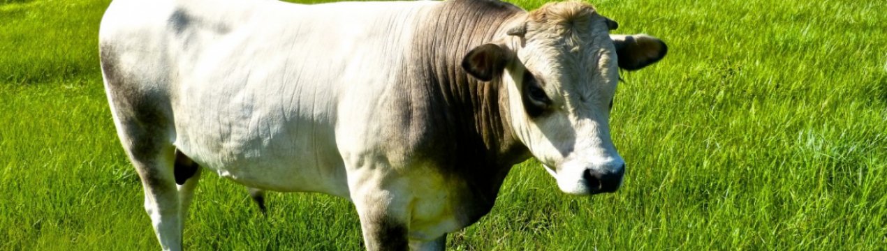 Ф'ючерси на фідерний худобу падають, а на живий — ростуть