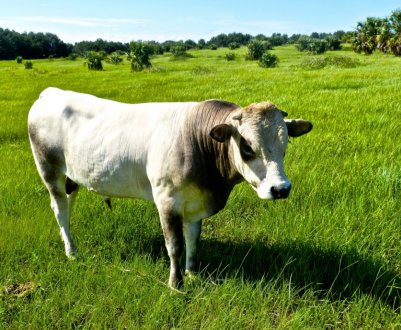 Ф'ючерси на фідерний худобу падають, а на живий — ростуть