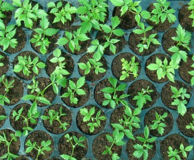 Розмноження малини насінням: особливості пророщування, коли садити розсаду