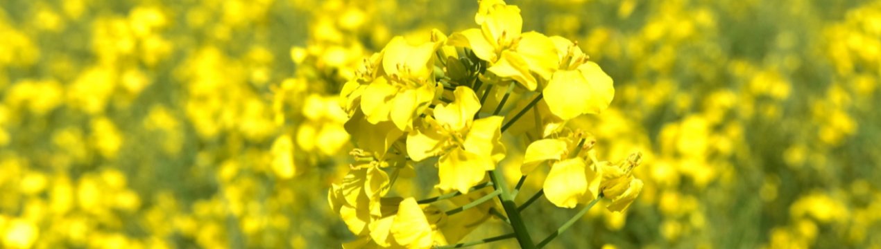 Канада хвилюється з приводу можливого обмеження Китаєм експорту канадської сільгосппродукції