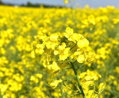 Канада хвилюється з приводу можливого обмеження Китаєм експорту канадської сільгосппродукції