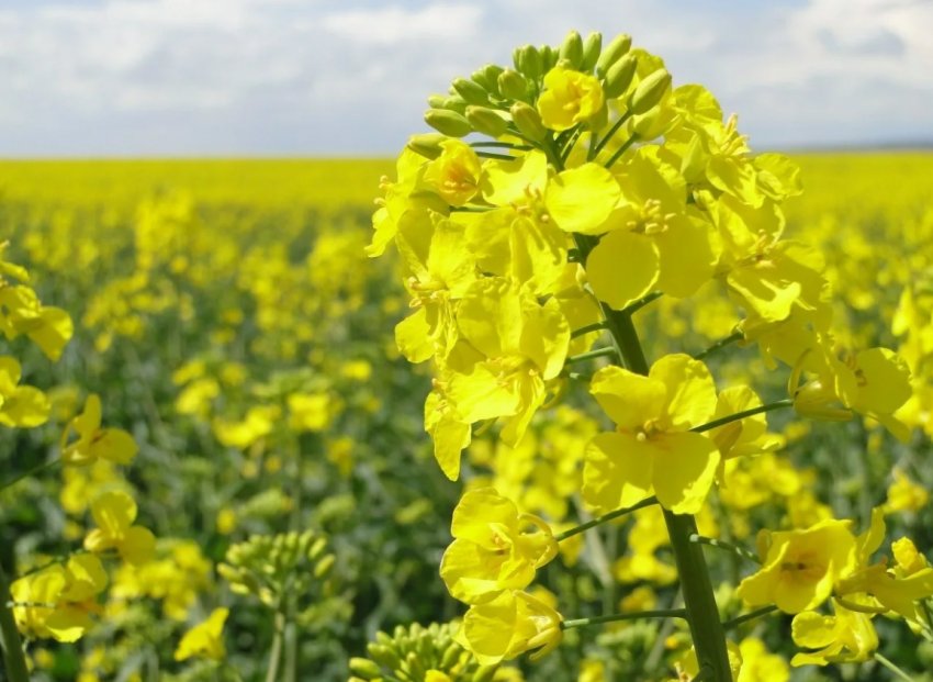 Канада хвилюється з приводу можливого обмеження Китаєм експорту канадської сільгосппродукції