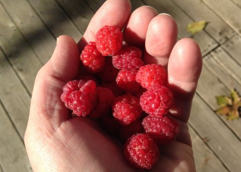 Особенности малины сорта Микер