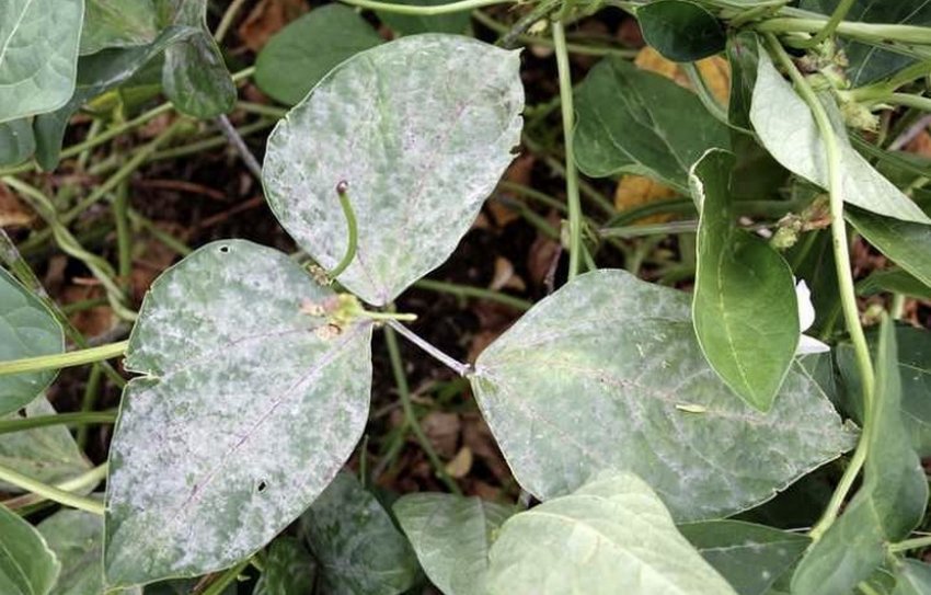 Борошниста роса