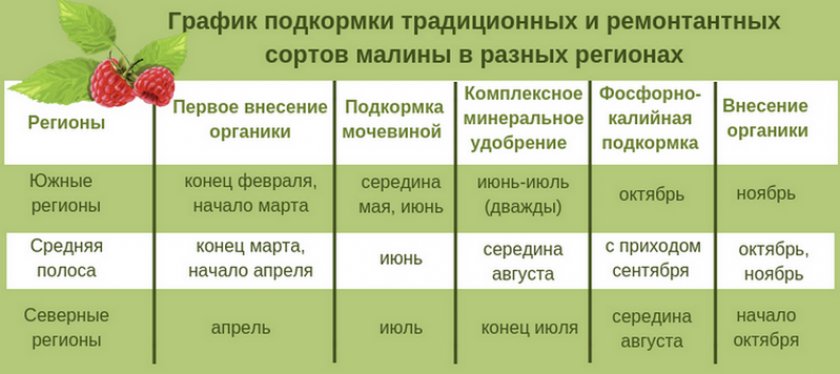 Размножение ремонтантной малины из семян. 87374.psqc0o.840. Размножение ремонтантной малины из семян фото. Размножение ремонтантной малины из семян-87374.psqc0o.840. картинка Размножение ремонтантной малины из семян. картинка 87374.psqc0o.840. Чаще всего малину размножают зелеными корневыми отпрысками, черенками. Но в продаже есть и семена, на которые садоводы редко обращают внимание. А если правильно подойти к выращиванию растения из косточек, то первый урожай ягод удается собрать уже в первый год.
