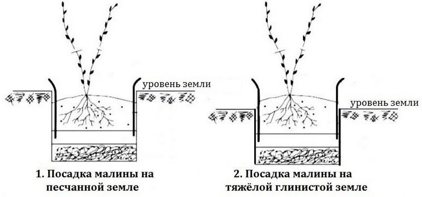 Посадка малини в яму Посадка малини в яму