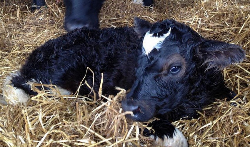 Сальмонельоз телят Сальмонельоз телят