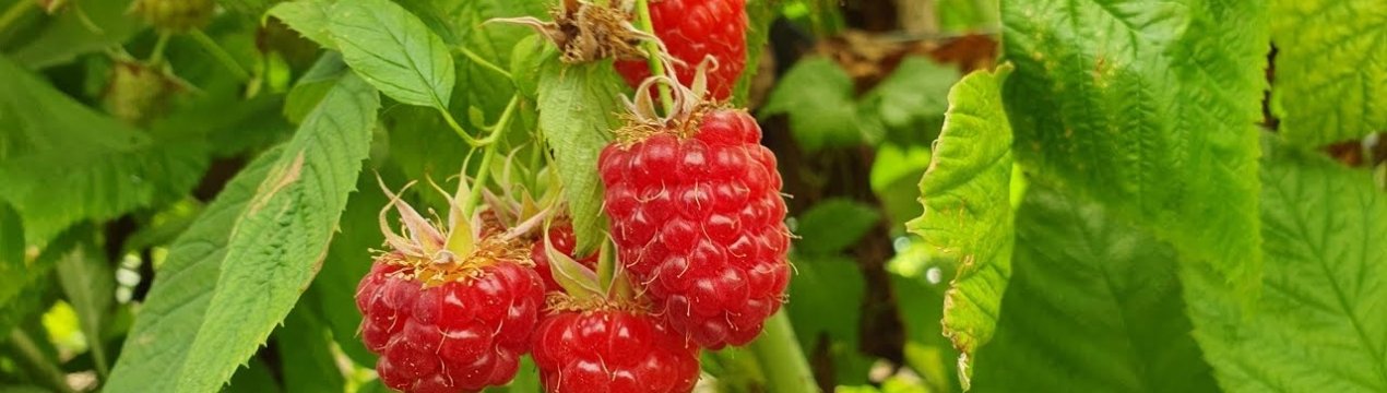 Энросадира — ремонтантної малини сорт: зовнішній вигляд, плюси і мінуси