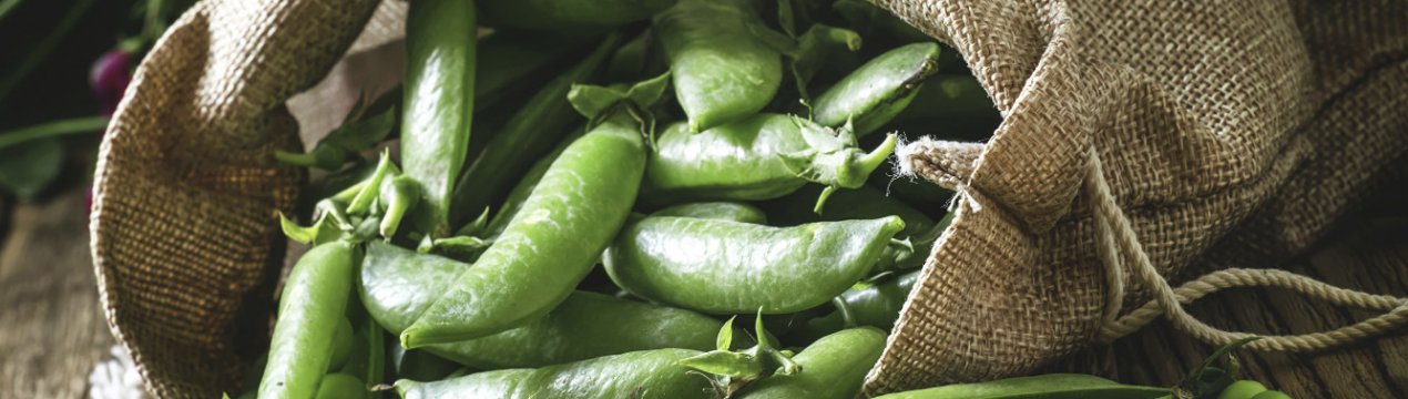 Горох посівний: опис рослини, вирощування і догляд в домашніх умовах