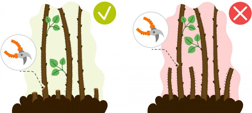 Обрізка малини під корінь Обрізка малини під корінь