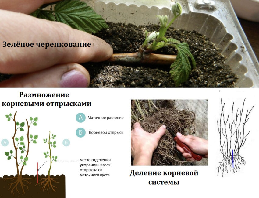 Способи розмноження малини Энросадиры Способи розмноження малини Энросадиры