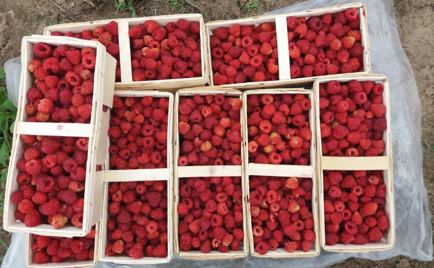 Збір врожаю малини Збір врожаю малини