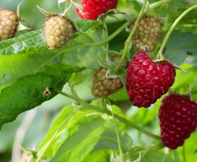 Як правильно посадити малину влітку: умови, способи та схеми