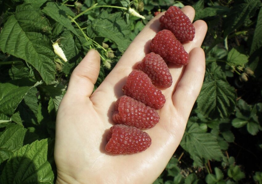 Плоди малини Ізобільна