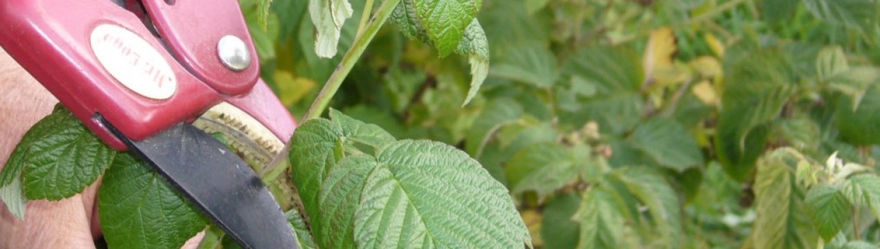 Коли і як обрізати малину навесні: правила, способи та терміни