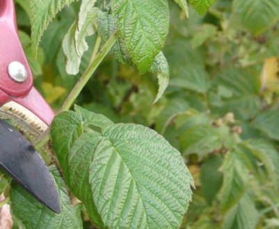 Коли і як обрізати малину навесні: правила, способи та терміни
