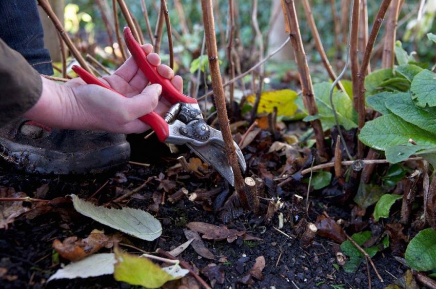 Обрізка малини навесні