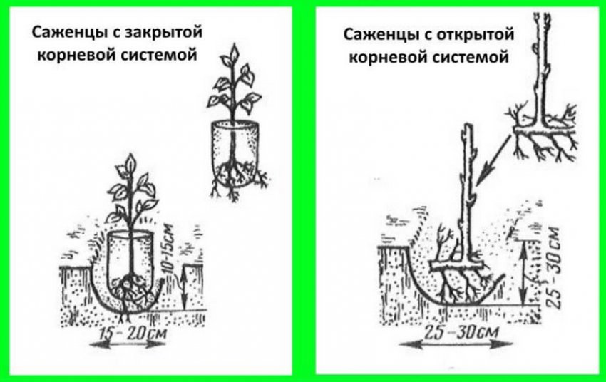 Малина сорт микер фото и описание. 87464.psqg1o.850. Малина сорт микер фото и описание фото. Малина сорт микер фото и описание-87464.psqg1o.850. картинка Малина сорт микер фото и описание. картинка 87464.psqg1o.850. Пока у меня только два сорта. В прошлом году посадила ещё три. Пойдут ягодки, опишу и их. Начну с сорта малины, который меня уже кормит второй год.