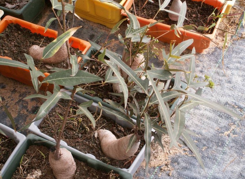 Способи розмноження брахіхітона Способи розмноження брахіхітона