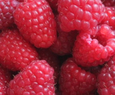 Малина Гусар: особливості вирощування, врожайність