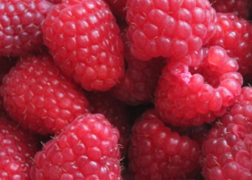 Малина Гусар: особенности выращивания, урожайность