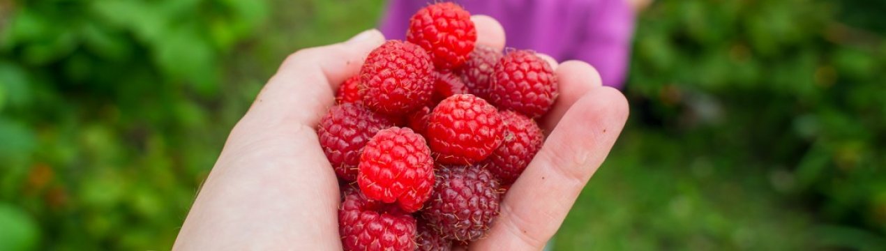 Ремонтантна малина Нантахала: особливості вирощування