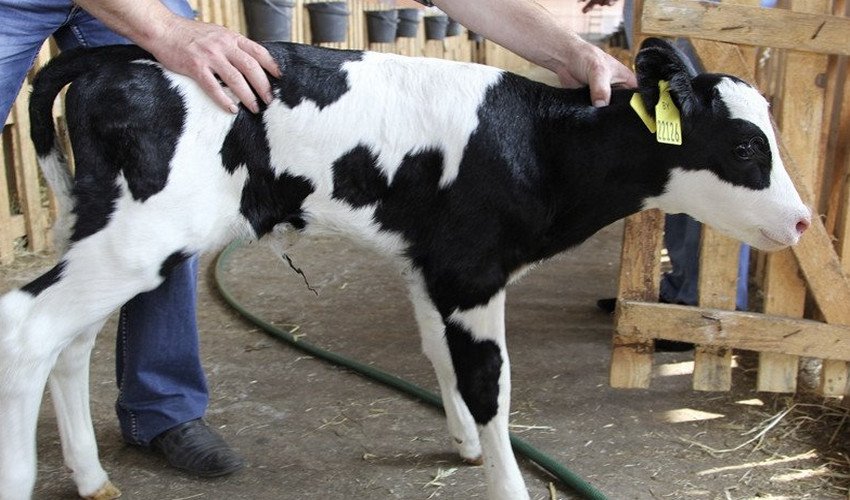 Сальмонельоз телят Сальмонельоз телят