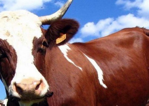 Сибірська виразка великої рогатої худоби: симптоми та лікування, вакцина