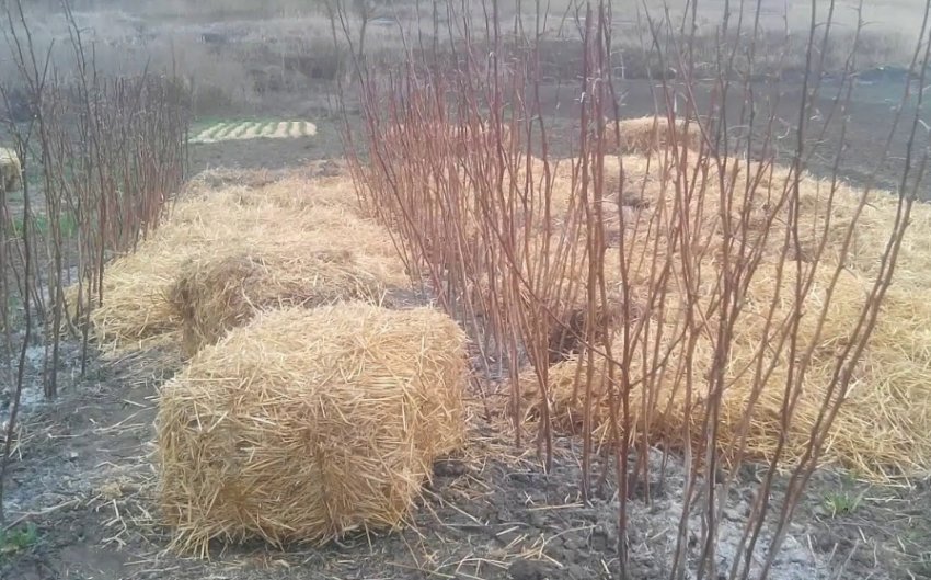 Сорт малины гусар фото и описание сорта фото. 87521.psqilc.850. Сорт малины гусар фото и описание сорта фото фото. Сорт малины гусар фото и описание сорта фото-87521.psqilc.850. картинка Сорт малины гусар фото и описание сорта фото. картинка 87521.psqilc.850. Преимущества, которыми обладает малина сорта Гусар: