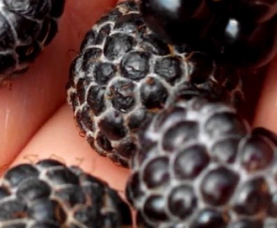 Блек Джевел (Black Jewel) — чорноплідна малина: опис, особливості