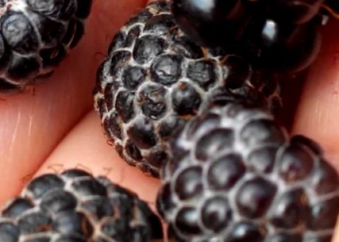 Блек Джевел (Black Jewel) — чорноплідна малина: опис, особливості