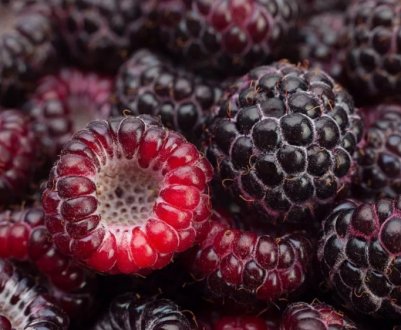 Чорна малина садова, або ежемалина: як правильно садити, агротехніка