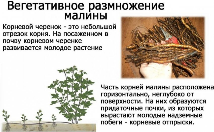 Смесь малины и ежевики как называется. 87587.psqpjc.850. Смесь малины и ежевики как называется фото. Смесь малины и ежевики как называется-87587.psqpjc.850. картинка Смесь малины и ежевики как называется. картинка 87587.psqpjc.850. Добавить в избранное