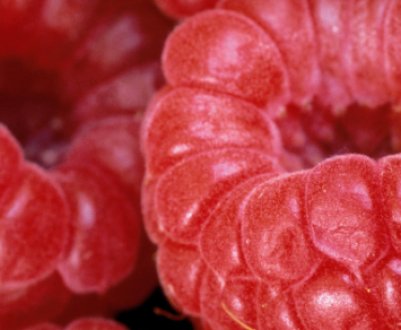 Як виглядає малина: зовнішній вигляд, квіти, плоди, життєвий цикл опис