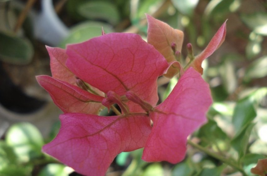 Блек Індіа Ред. Блек Індіа Ред.