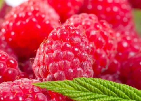 Малина Каскад делайт: характеристика, особенности агротехники