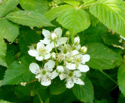 Весняний догляд за малиною на дачі на відкритій ділянці