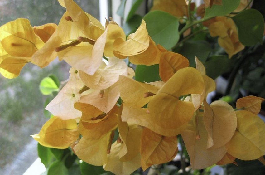 Bougainvillea California Gold Bougainvillea California Gold