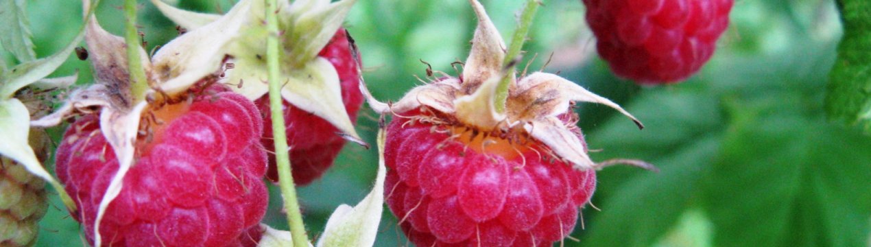 Малина Дзвіночок: характеристика, особливості вирощування, догляд