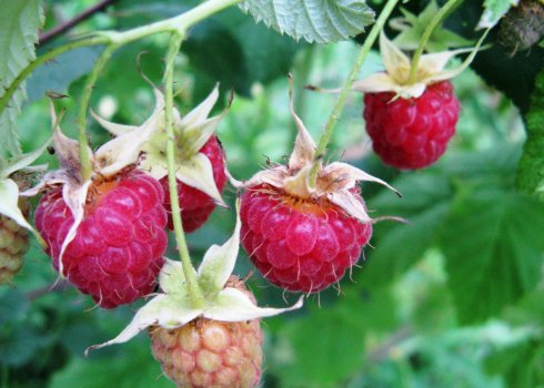 Малина Дзвіночок: характеристика, особливості вирощування, догляд