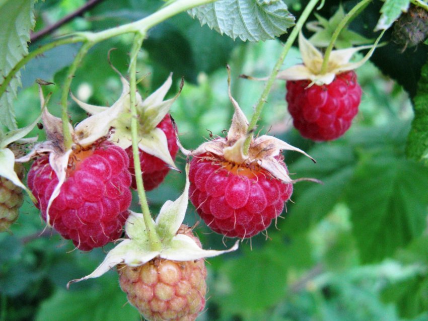 Малина Дзвіночок Малина Дзвіночок