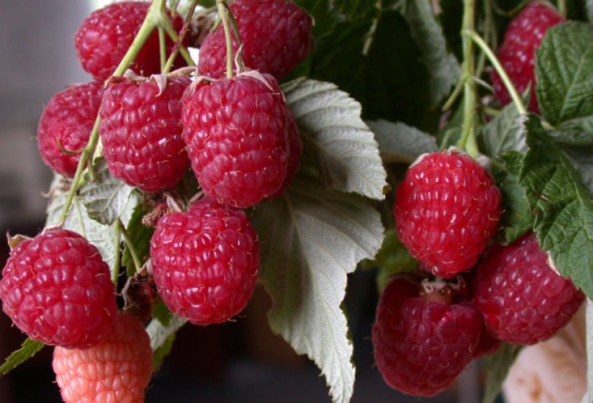 Врожайність малини сорту Дзвіночок Врожайність малини сорту Дзвіночок