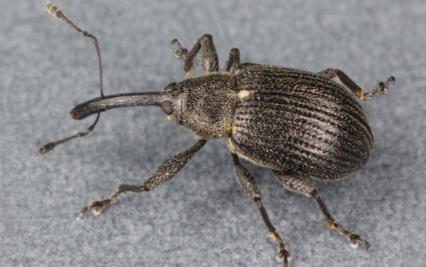 Долгоносик