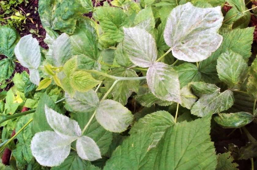 Мучнистая роса