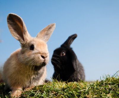 Корм для кроликів: склад, приготування своїми руками, особливості годування