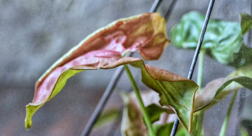 Скручені листя