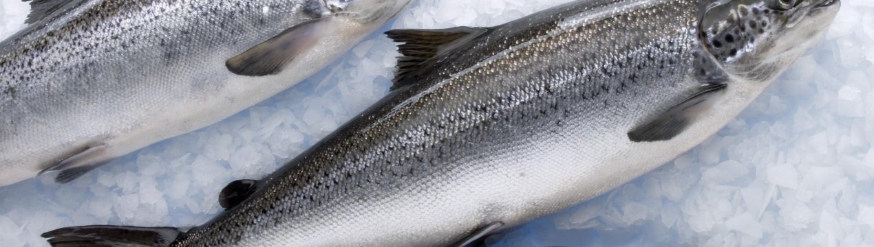 До «берегів» Підмосков'я підступить атлантичний лосось